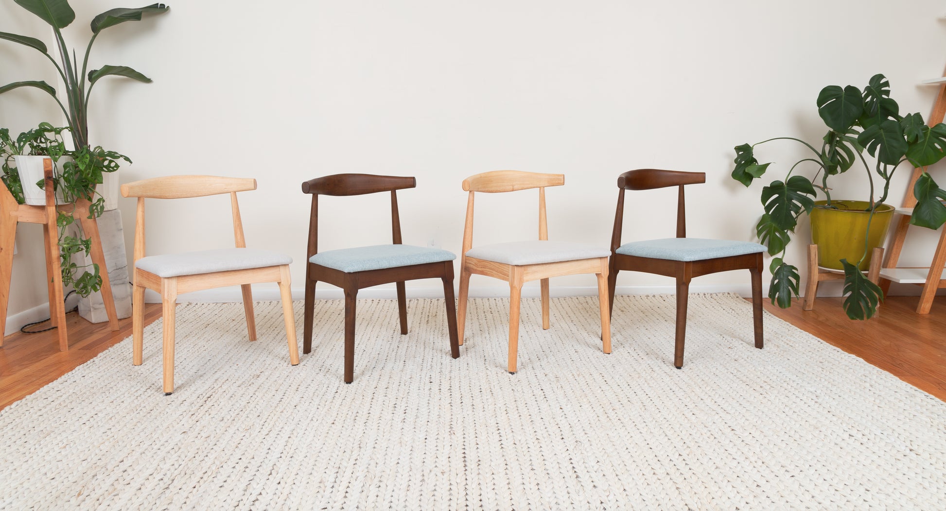 Mid-Century Modern Dining Chair set in a room, showcasing curved backrests and cushions, inspired by the Ox Chair design, made from durable parawood.